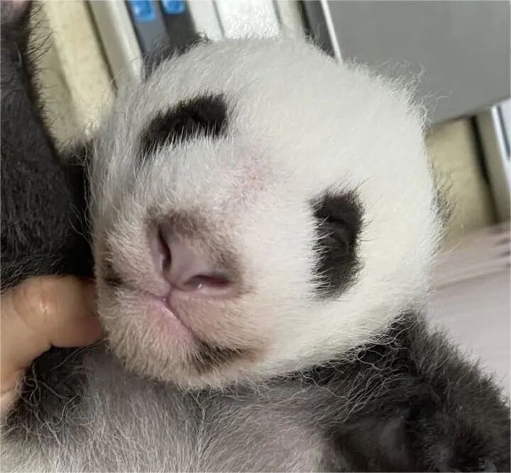 全球首例！他们给“歪脸”大熊猫整牙