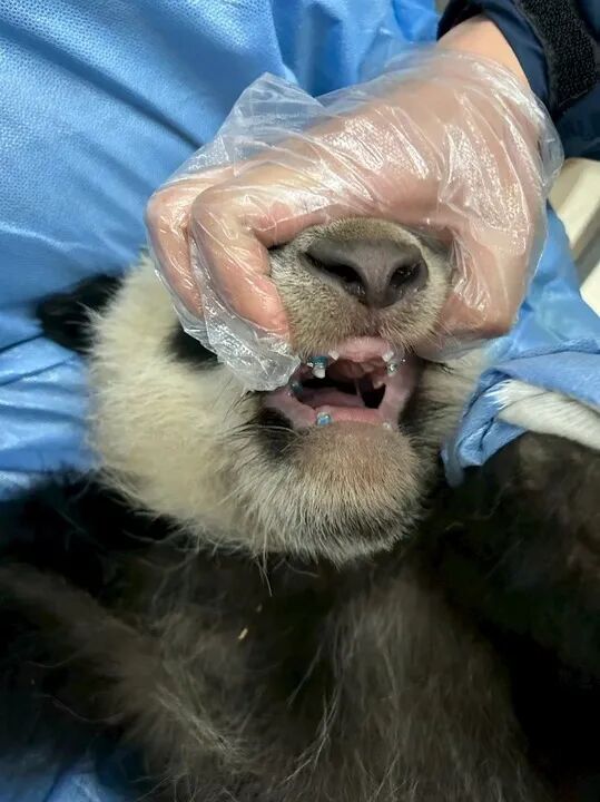 全球首例！他们给“歪脸”大熊猫整牙