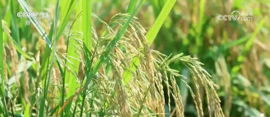 从“被动抗灾”到“主动解题”:“精打细算”做好农田增产丰收“文章” 从“被动抗灾”到“主动解题”:“精打细算”做好农田增产丰收“文章”