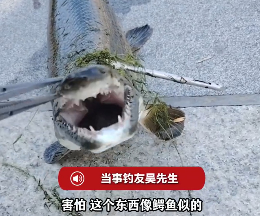 害怕!一男子钓到1.2米长鳄雀鳝,牙齿锋利鱼鳞似铠甲 害怕!一男子钓到1.2米长鳄雀鳝,牙齿锋利鱼鳞似铠甲