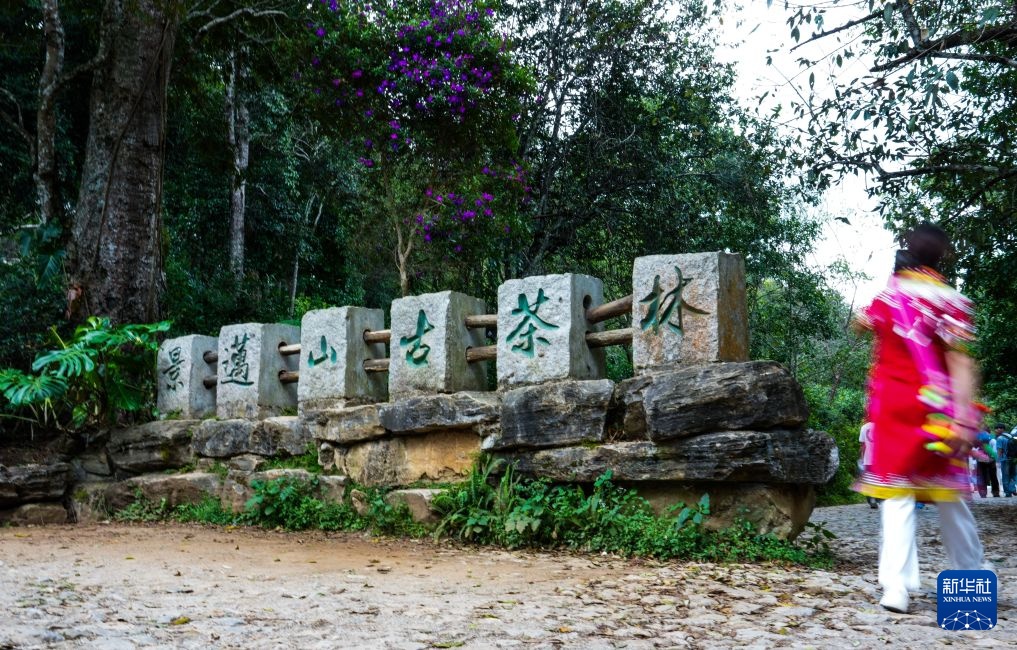 云南景迈山:游客寻茶香 古寨续新篇 云南景迈山:游客寻茶香 古寨续新篇