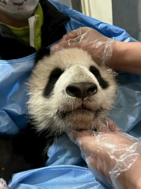 全球首例！他们给“歪脸”大熊猫整牙