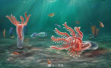 我国科学家发现5亿多年前新物种