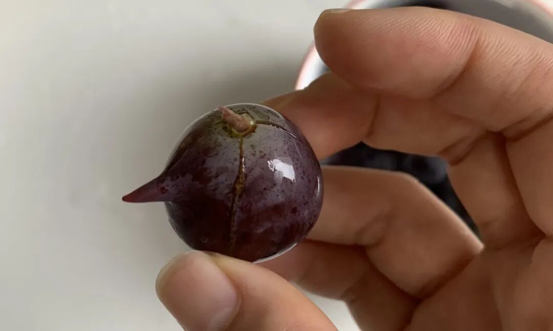 警惕，这样的葡萄里面都是虫？近期大量出现，别随便吃