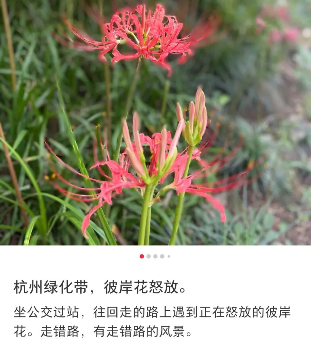 不要碰！不要碰！杭州多地已出现，紧急提醒：它全身有毒