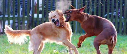 狗主人不牵绳放任狗咬狗 被判全责 狗主人不牵绳放任狗咬狗 被判全责