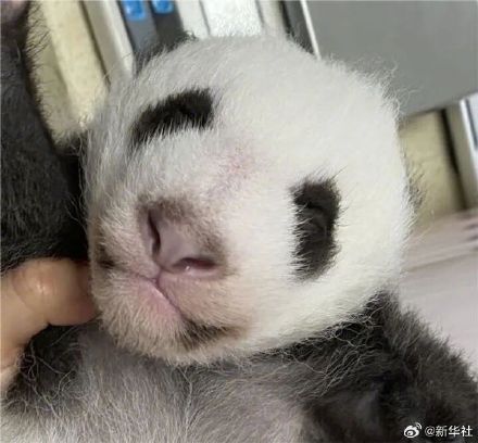 全球首例给歪脸大熊猫整牙