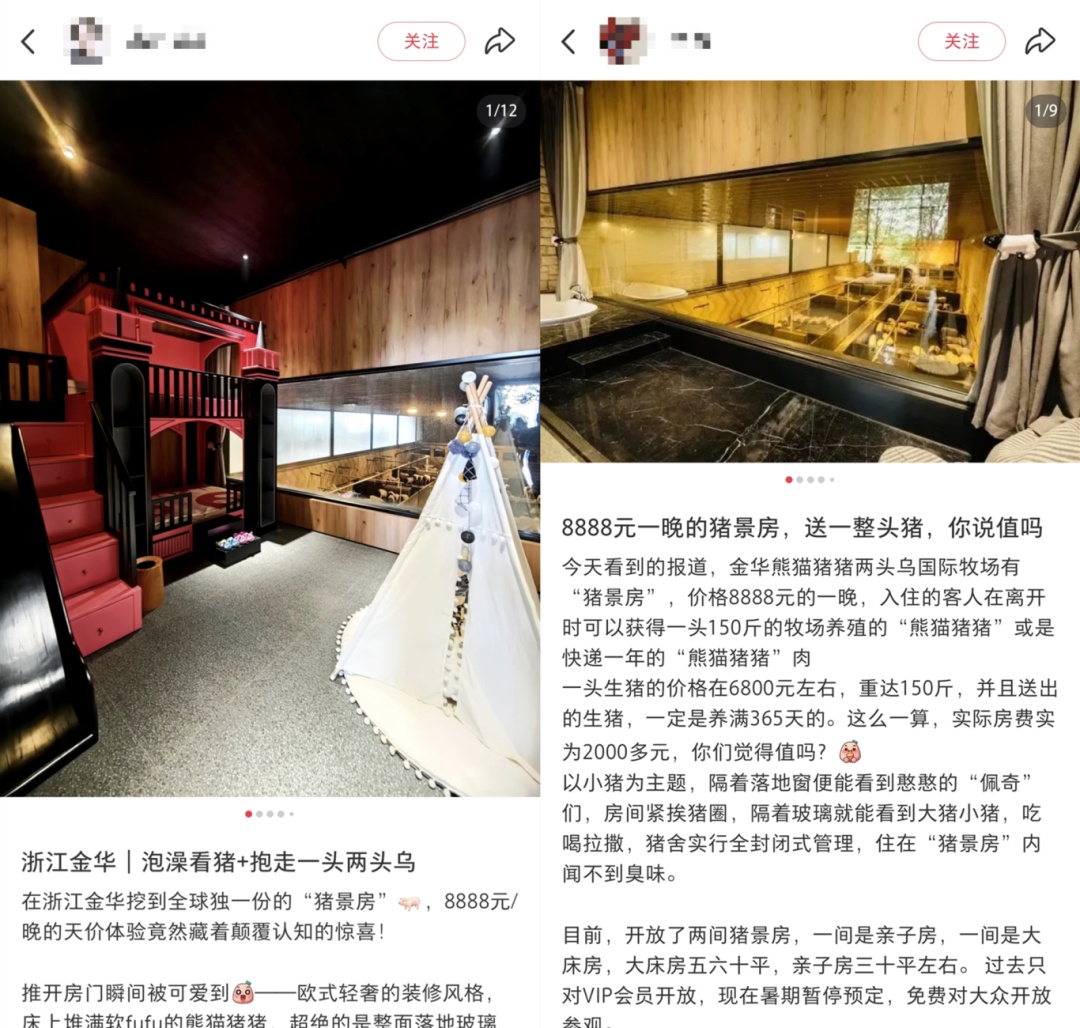 冲上热搜!8888元一晚,猪景房 冲上热搜!8888元一晚,猪景房