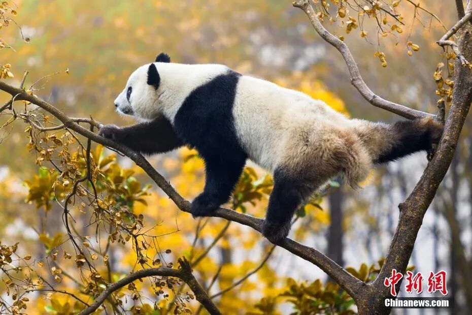 陕西大熊猫,更像猫! 陕西大熊猫,更像猫!