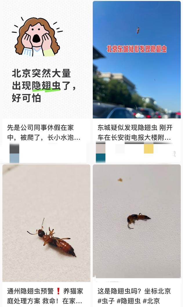 北方多地现“飞行的硫酸”隐翅虫!有人差点“毁容”,紧急提醒:千万不能乱拍→ 北方多地现“飞行的硫酸”隐翅虫!有人差点“毁容”,紧急提醒:千万不能乱拍→
