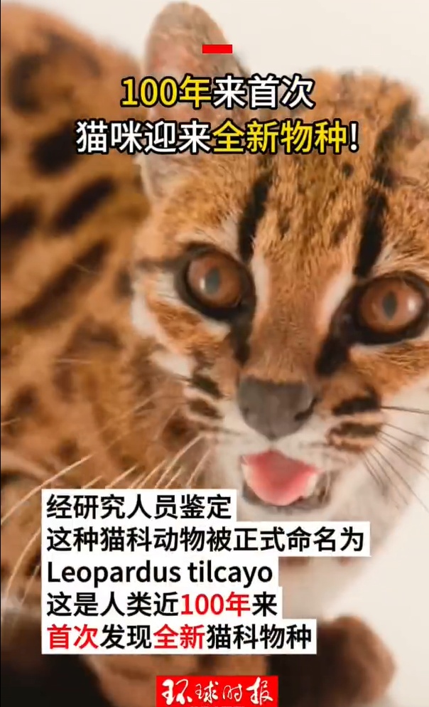 猫科发现新物种，比家猫小