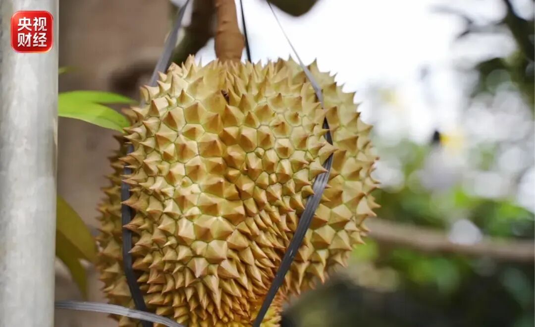 国产榴莲,新突破! 国产榴莲,新突破!