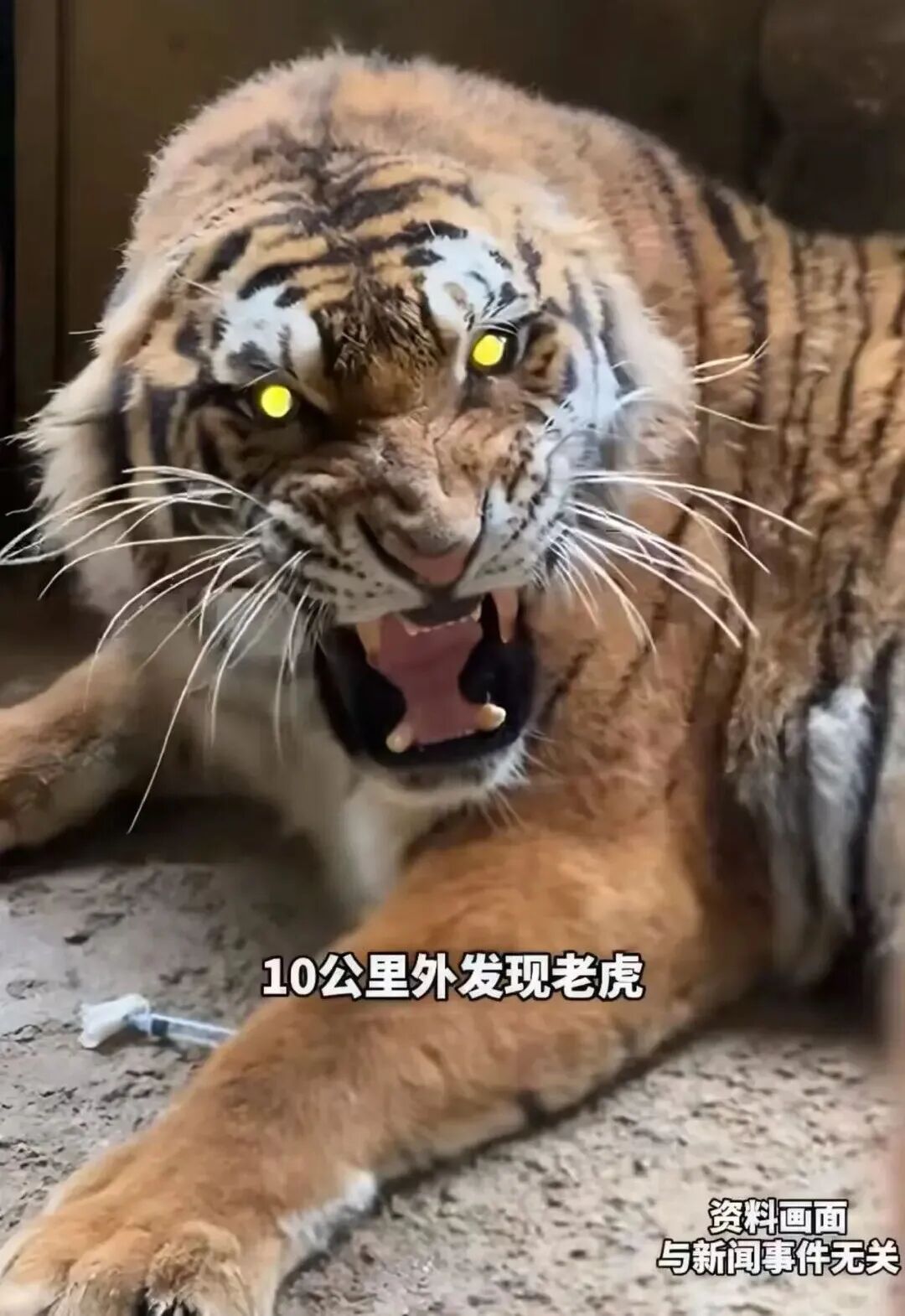 网传吉林一高校附近有老虎出没,事发地距校园约10公里!多方回应 网传吉林一高校附近有老虎出没,事发地距校园约10公里!多方回应