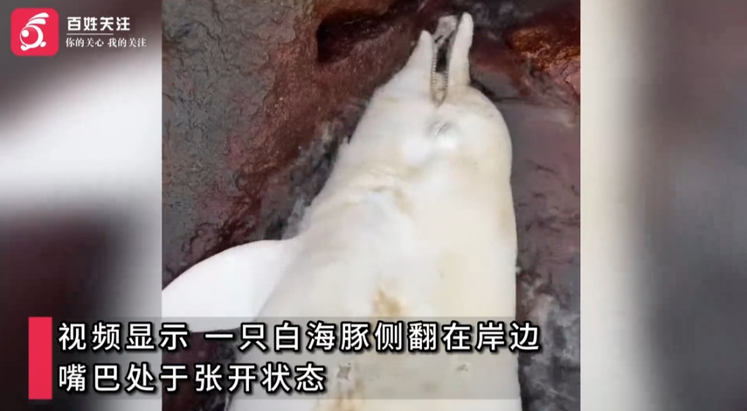 广东珠海海岸边疑现死亡白海豚,多部门连续搜寻,暂未发现其踪迹 广东珠海海岸边疑现死亡白海豚,多部门连续搜寻,暂未发现其踪迹