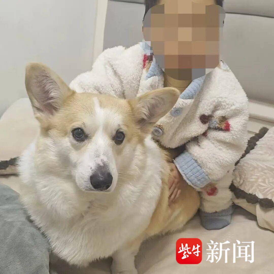 父亲遛狗时2岁幼童从18楼坠亡，幼童母亲发声：事发前曾叮嘱他等孩子睡了再遛狗