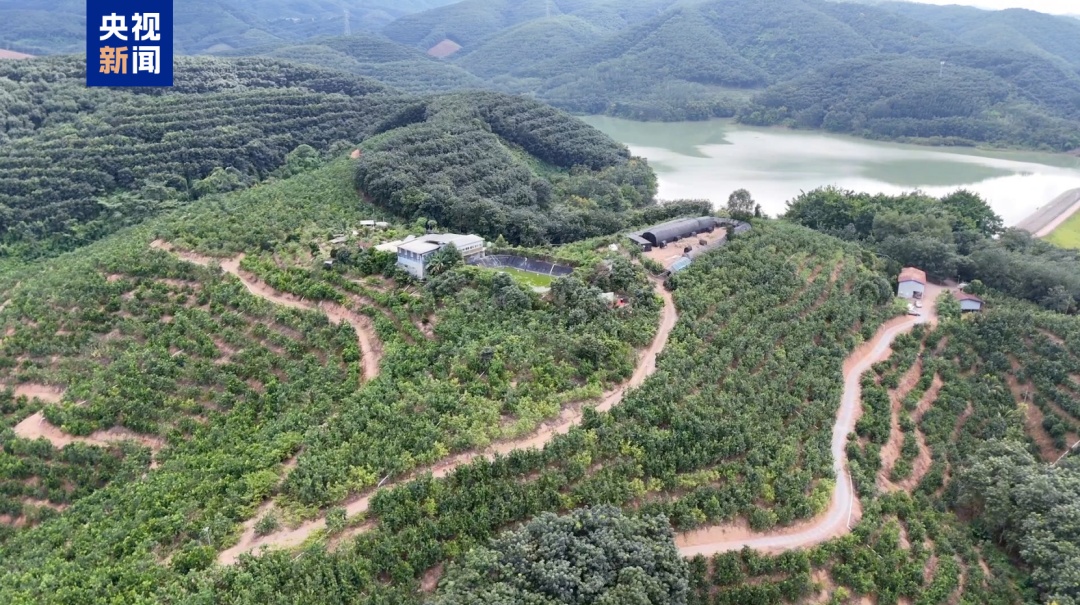 国产榴莲,大丰收!转给爱吃榴莲的TA 国产榴莲,大丰收!转给爱吃榴莲的TA