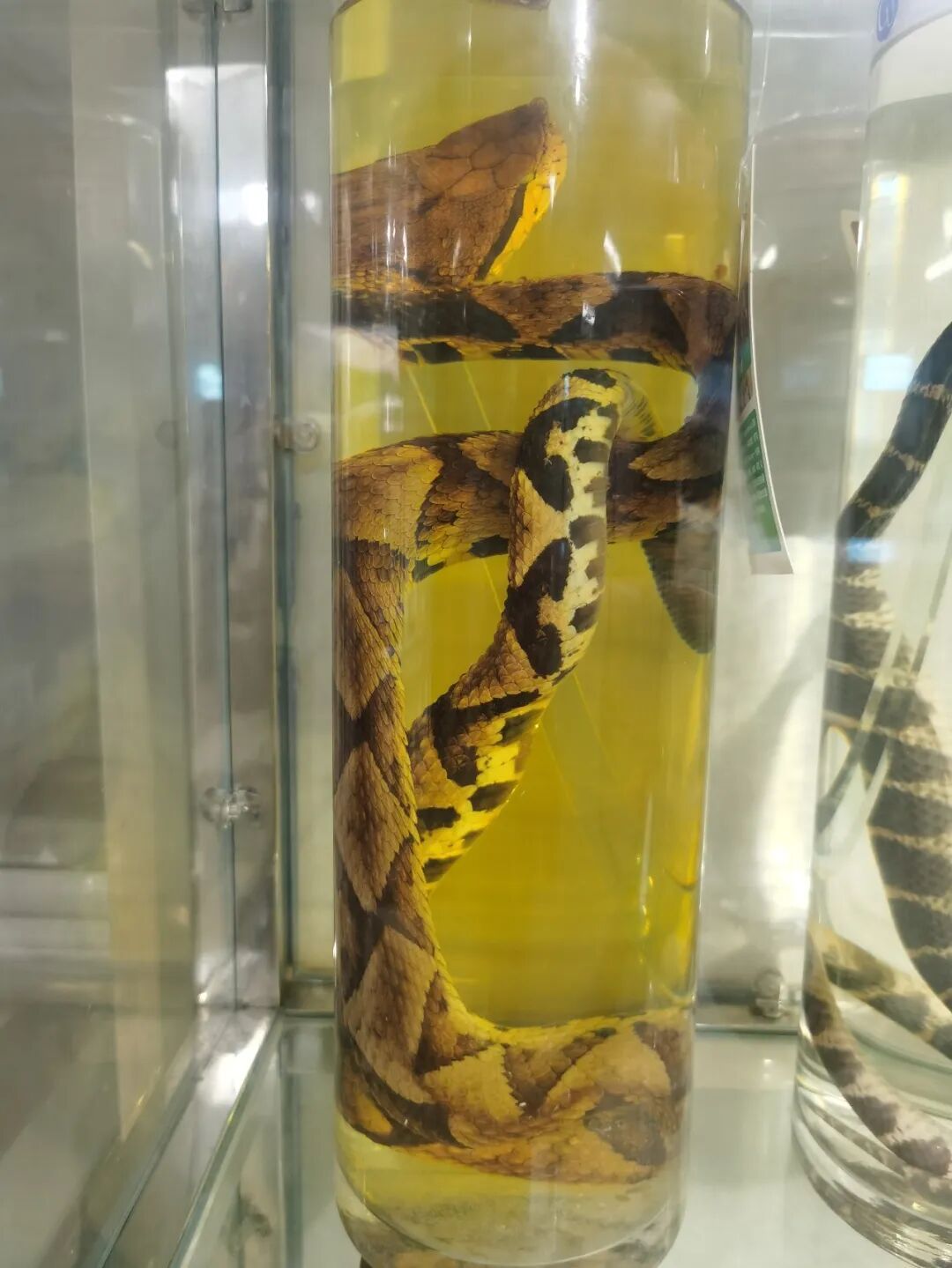 救命的抗蛇毒血清离伤者有多远 救命的抗蛇毒血清离伤者有多远