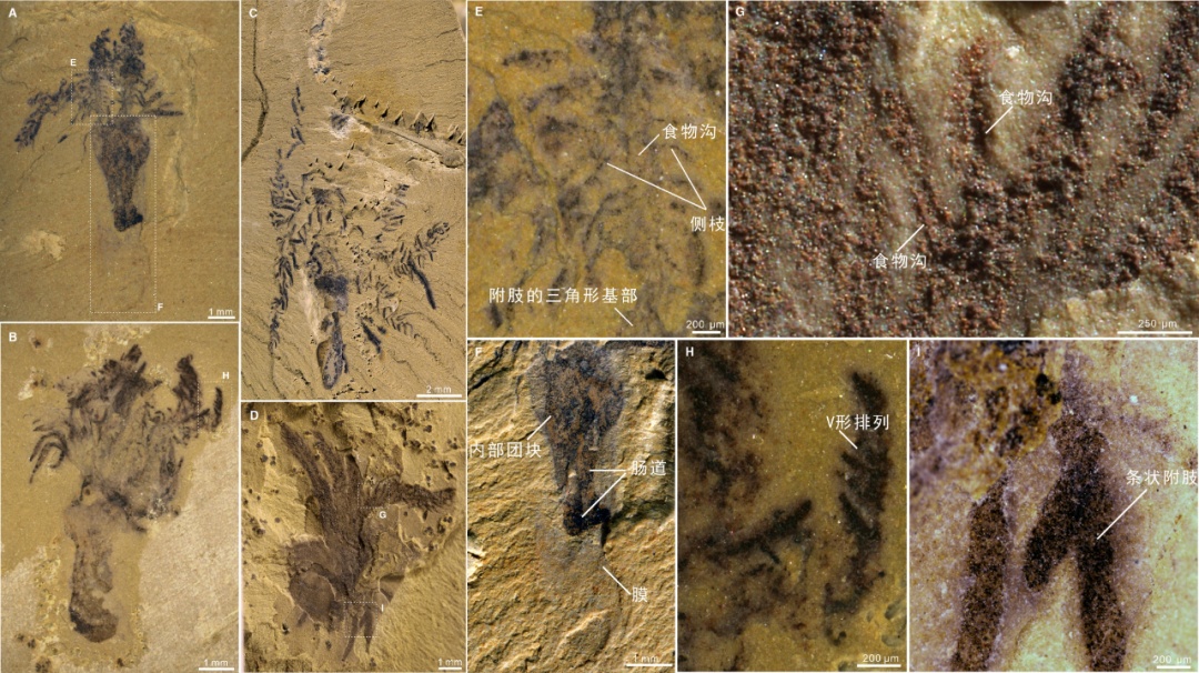 海星的“老祖宗”找到了？一块5.18亿年前小化石证实→