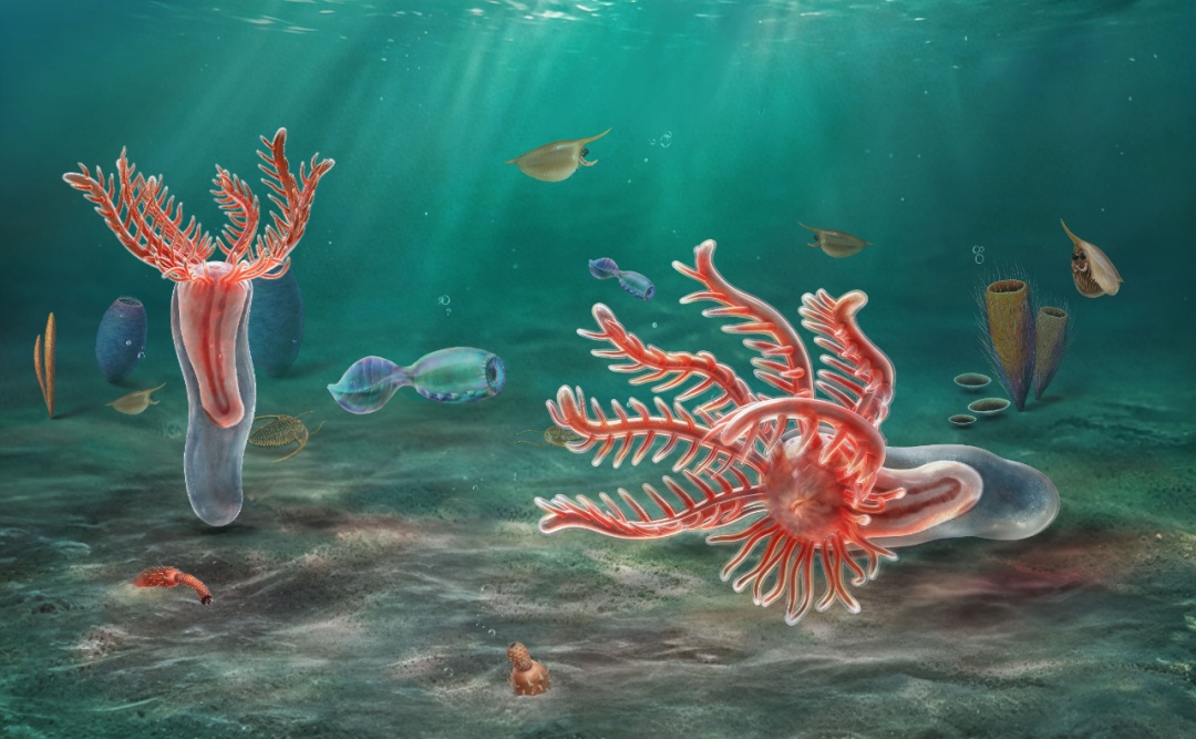 海星的“老祖宗”找到了？一块5.18亿年前小化石证实→