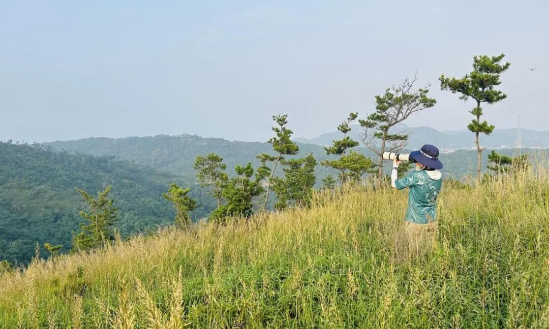 山东长岛拍到“大怪鸟”,全球不足千只,此前国内从未有过野外记录 山东长岛拍到“大怪鸟”,全球不足千只,此前国内从未有过野外记录
