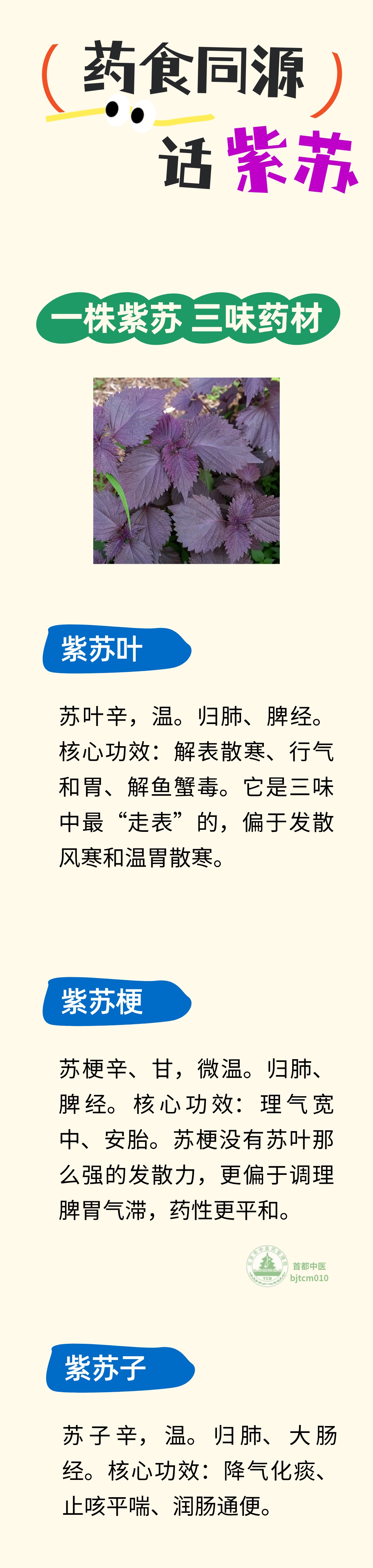 小小一片,却是养身好帮手!它和螃蟹是绝配,提鲜香、解油腻,还能散风寒、防感冒 小小一片,却是养身好帮手!它和螃蟹是绝配,提鲜香、解油腻,还能散风寒、防感冒