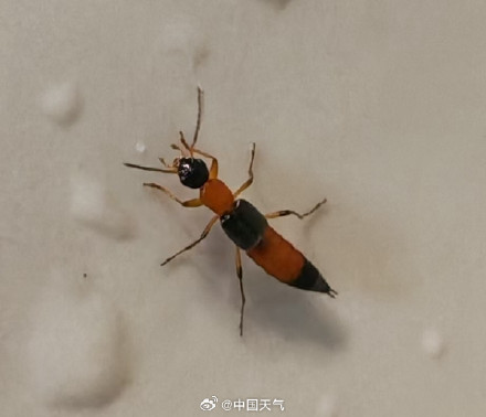 初秋时节建议小心这种虫子! 初秋时节建议小心这种虫子!