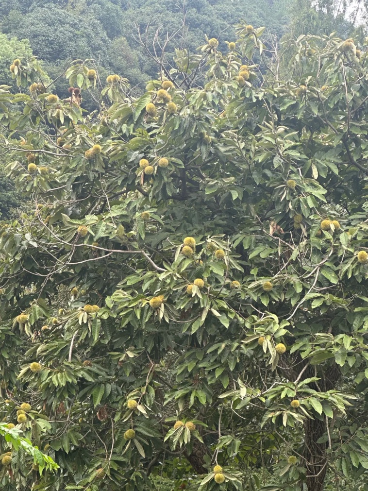 年轻人纷纷涌入,杭州有人捡了两大筐!但有一点要注意 年轻人纷纷涌入,杭州有人捡了两大筐!但有一点要注意