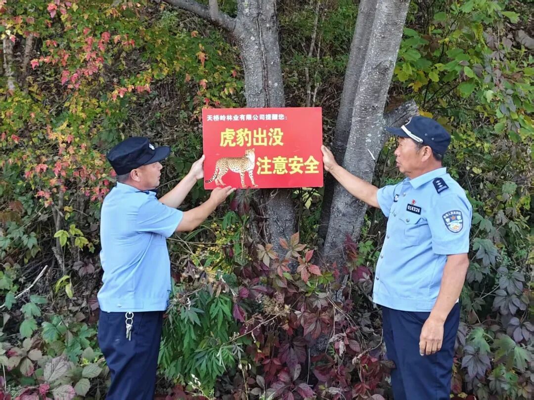 罕见！东北虎“一家五口”现身天桥岭