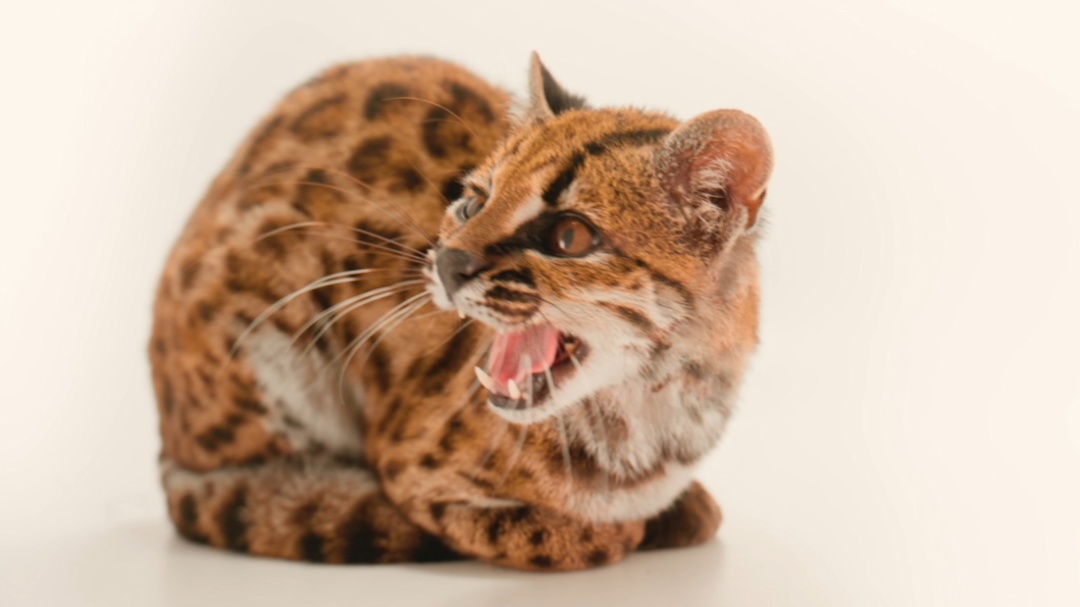 猫+1！