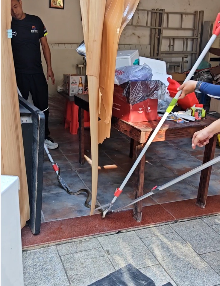 小心!蛇出没!福州一居民家中已抓获 小心!蛇出没!福州一居民家中已抓获