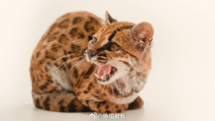 猫+1!猫科发现新物种 猫+1!猫科发现新物种