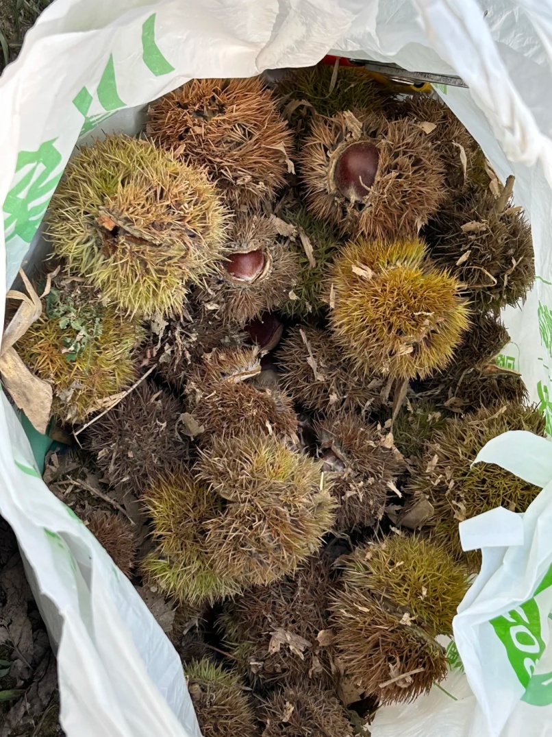 年轻人纷纷涌入,杭州有人捡了两大筐!但有一点要注意 年轻人纷纷涌入,杭州有人捡了两大筐!但有一点要注意