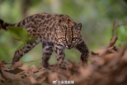 猫+1!猫科发现新物种 猫+1!猫科发现新物种