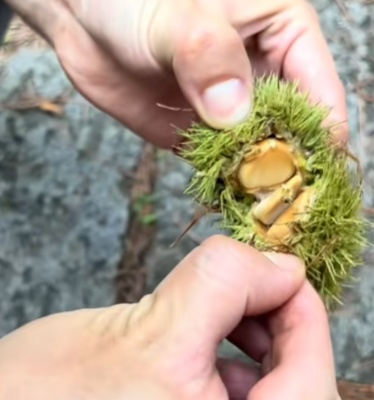 年轻人纷纷涌入,杭州有人捡了两大筐!但有一点要注意 年轻人纷纷涌入,杭州有人捡了两大筐!但有一点要注意