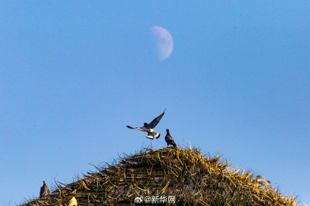本年度最小上弦月现身天宇 本年度最小上弦月现身天宇