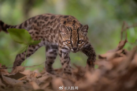 猫+1!人类首次发现现存猫科动物新物种 猫+1!人类首次发现现存猫科动物新物种