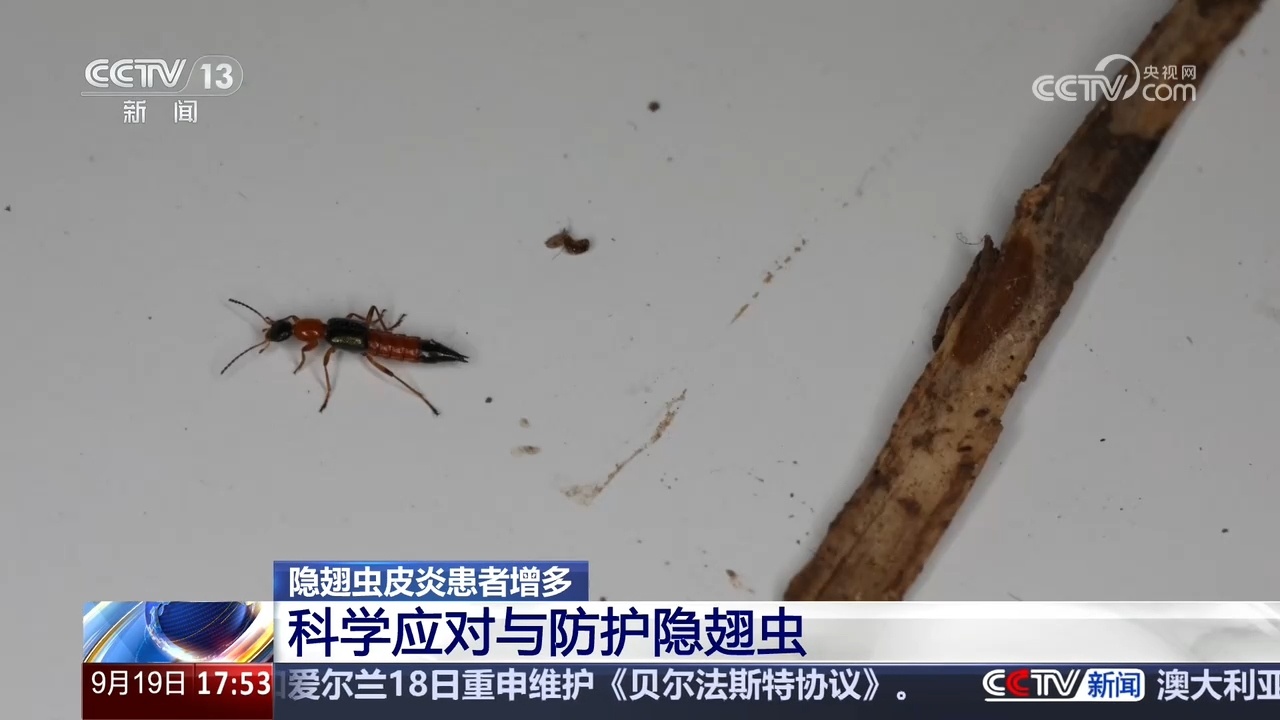 遇到隐翅虫切勿拍打！学习科学急救方法避开处理误区