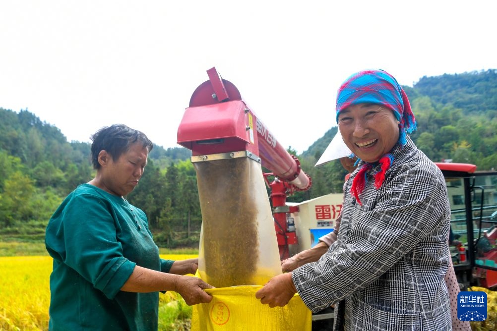 重庆黔江:武陵山区迎秋收 重庆黔江:武陵山区迎秋收