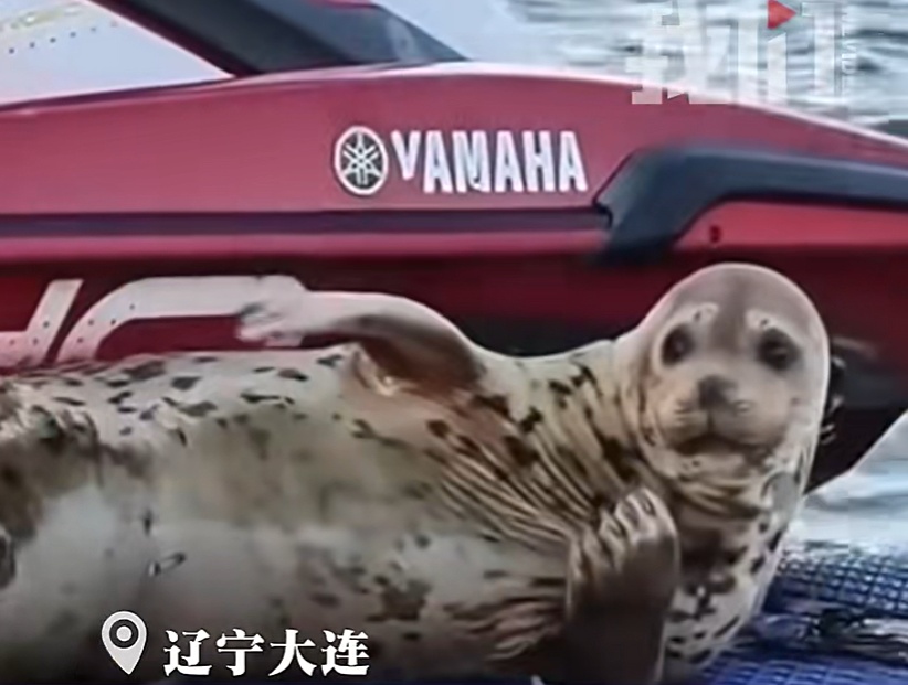 二次放归后，游200公里回来了！网红斑海豹“娜娜”为啥恋家？