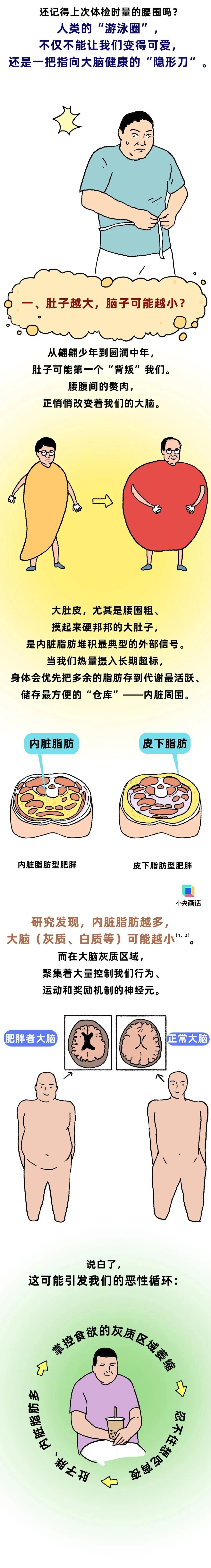 小心！肚子上的“游泳圈”，可能让人变“笨”