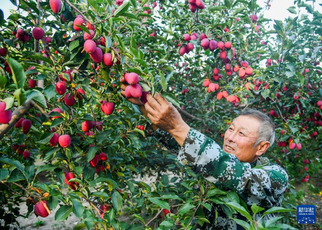 内蒙古通辽：甜蜜的收获