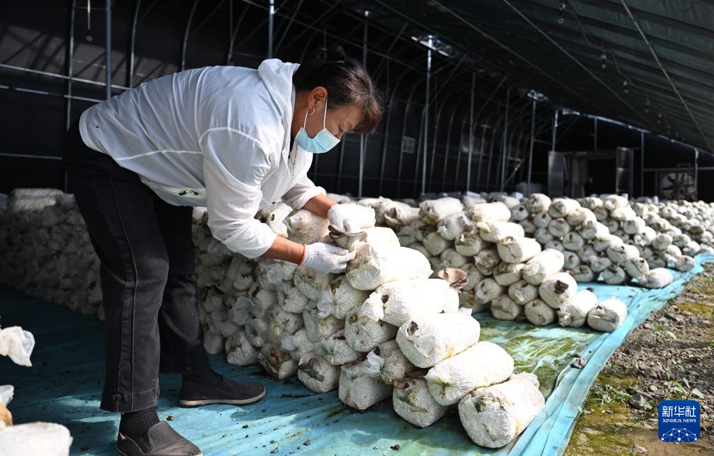 内蒙古乌兰浩特:食用菌产业助农增收促振兴 内蒙古乌兰浩特:食用菌产业助农增收促振兴