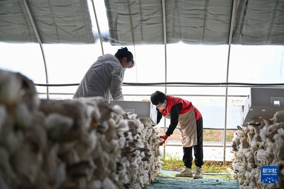 内蒙古乌兰浩特:食用菌产业助农增收促振兴 内蒙古乌兰浩特:食用菌产业助农增收促振兴