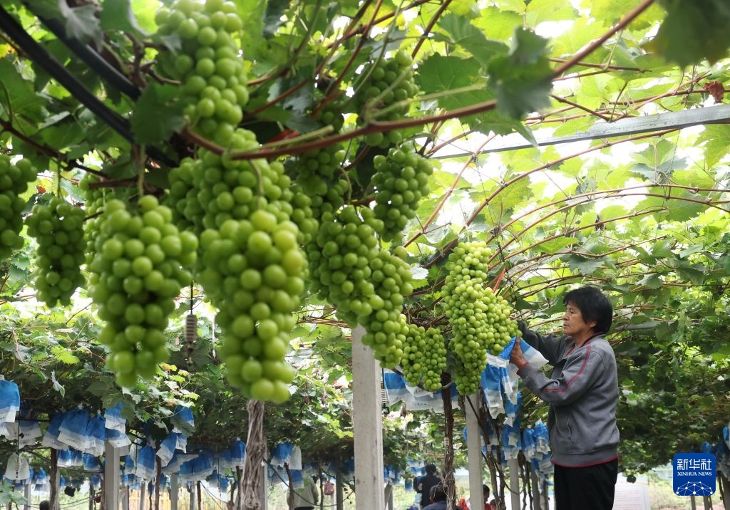 河北晋州:金秋葡萄熟 果农采收忙 河北晋州:金秋葡萄熟 果农采收忙