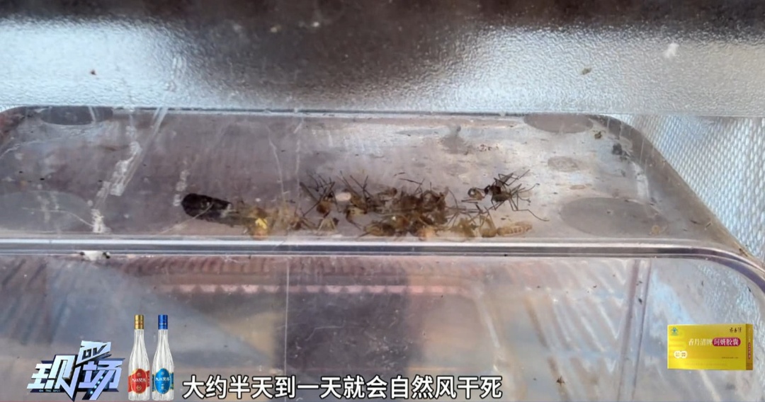 “模仿人的呼吸,骗蚊子上当”,广州多条街道上线灭蚊“黑科技” “模仿人的呼吸,骗蚊子上当”,广州多条街道上线灭蚊“黑科技”