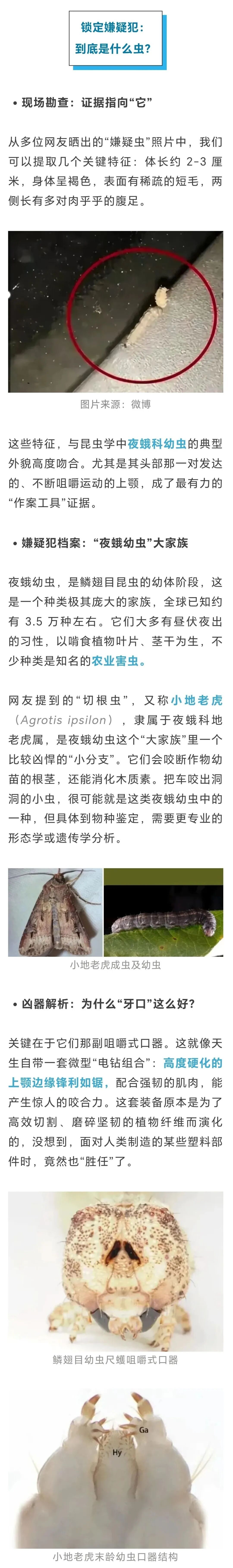 车子千万别停在这种树下！