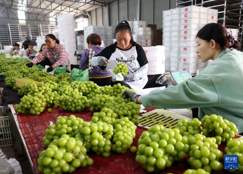 河北晋州:金秋葡萄熟 果农采收忙 河北晋州:金秋葡萄熟 果农采收忙