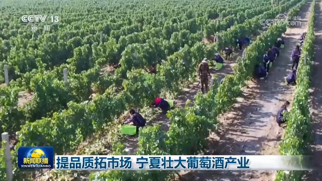 提品质拓市场 宁夏壮大葡萄酒产业 提品质拓市场 宁夏壮大葡萄酒产业