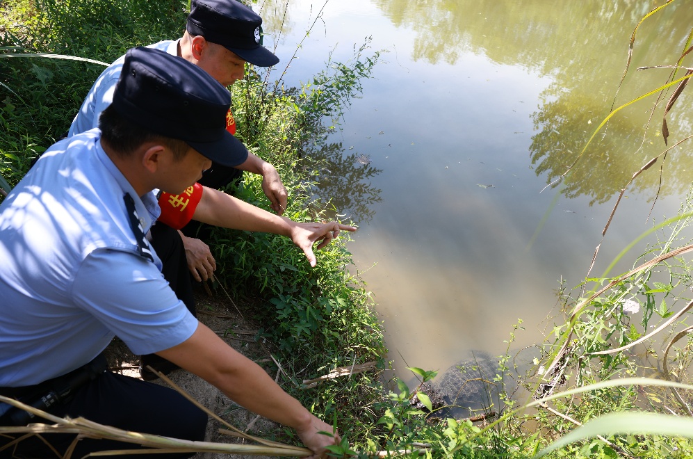 一声“喔咯咯”,民警和扬子鳄对上了暗号! 一声“喔咯咯”,民警和扬子鳄对上了暗号!