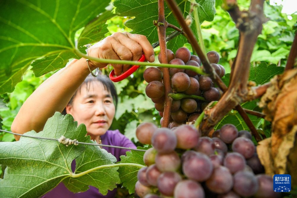 内蒙古通辽：甜蜜的收获